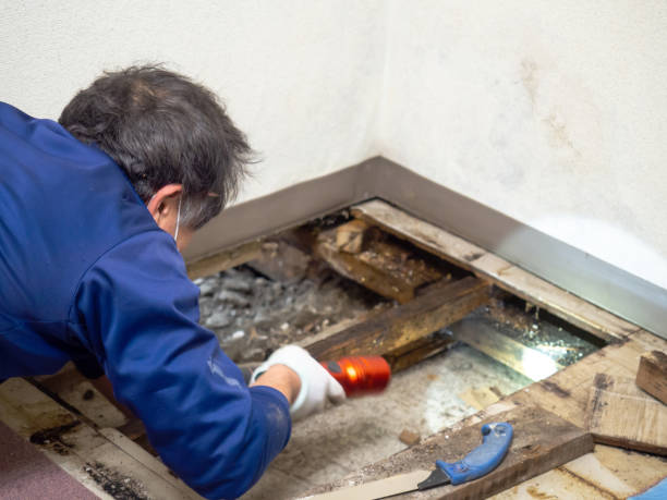 Best White Mold Remediation in Montrose, VA