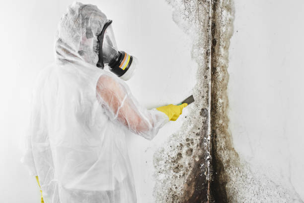 Best Kitchen Mold Remediation in Montrose, VA