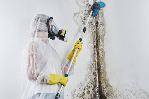 Best DIY Mold Remediation Support Services in Montrose, VA