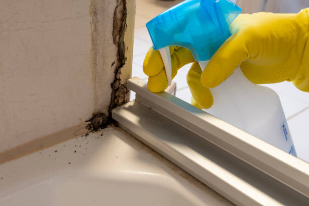 Best Emergency Mold Remediation in Montrose, VA