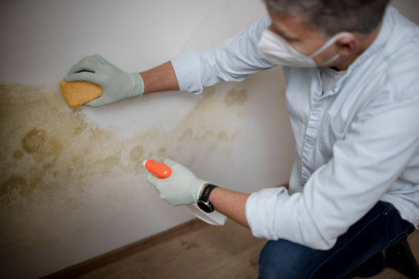 Best Industrial Mold Remediation in Montrose, VA