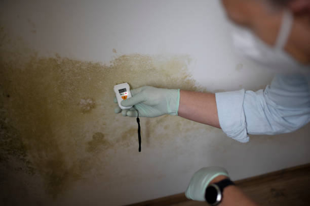 Best Emergency Mold Remediation in Montrose, VA