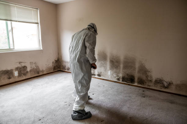 Best Post-Flood Mold Remediation in Montrose, VA