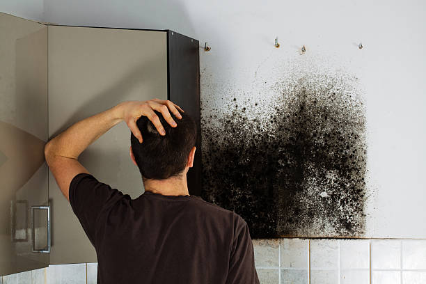 Best Mold Testing and Inspection Services in Montrose, VA