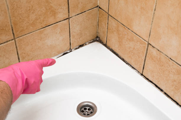 Best Insurance-Related Mold Remediation in Montrose, VA